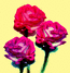 roses